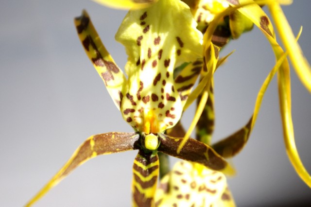brassia_110404_01.jpg