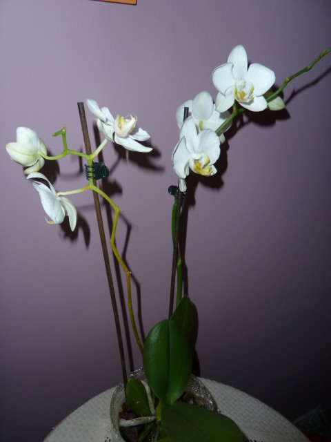 biała orchidea.JPG