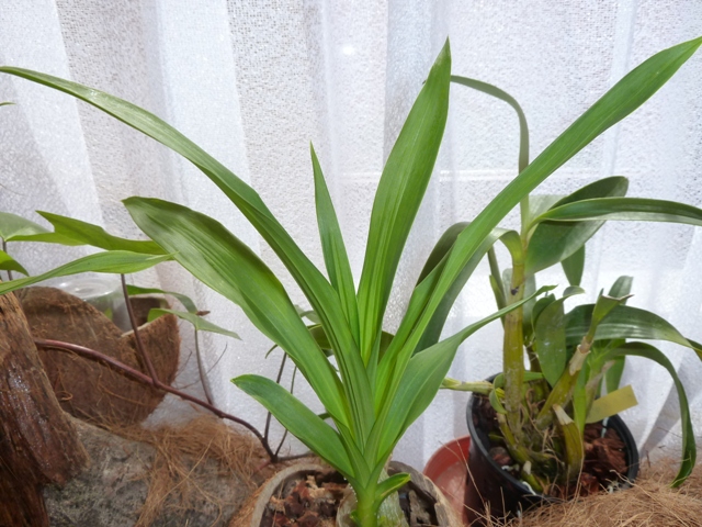 Cycnodes Wine Delight.JPG