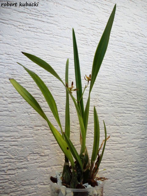Encyclia ambigua 1.jpg