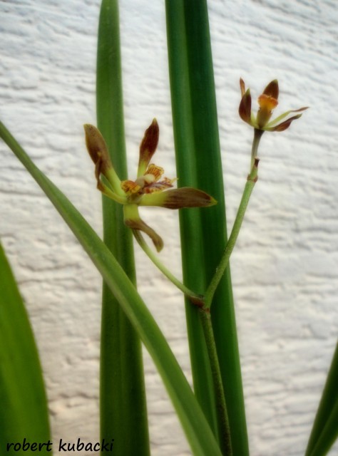 Encyclia ambigua 3.jpg