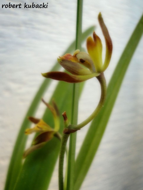 Encyclia ambigua 4.jpg