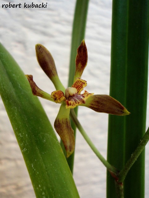Encyclia ambigua 5.jpg
