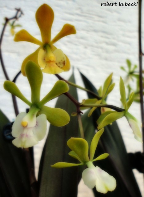 Epi. floribundum - END.jpg