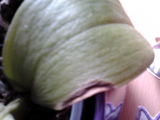 2011-06-26 17.38.02.jpg