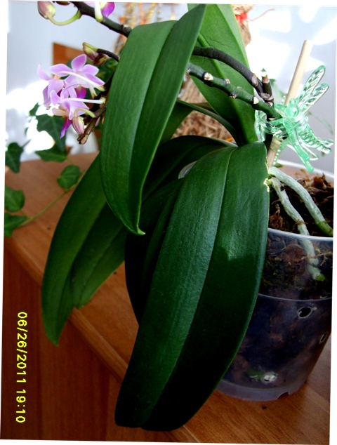 phal equestris liście II.JPG