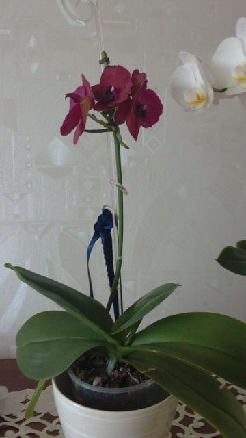 20110703042.jpg