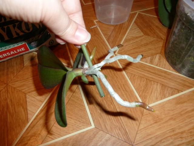 oddzielony keike od matki.JPG