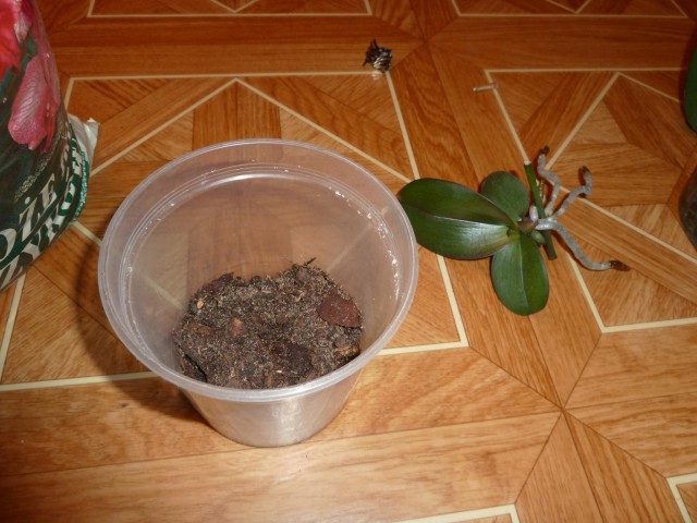 podłoze do orchidei.JPG