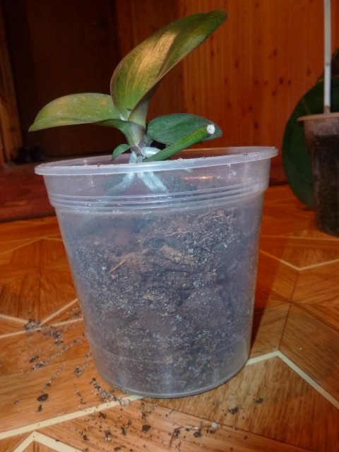 przeasadozny keike.JPG