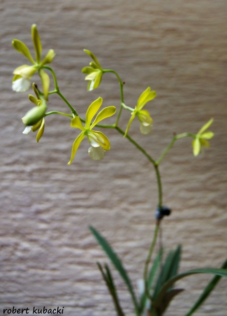 Encyclia tampensis var. alba 1.jpg