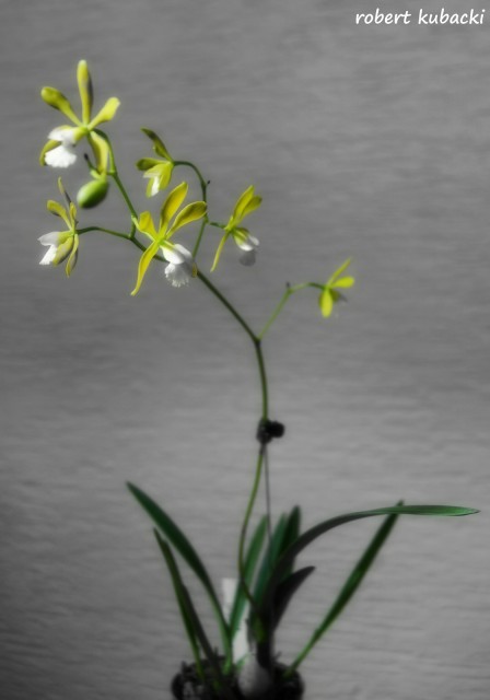 Encyclia tampensis var. alba 2.jpg