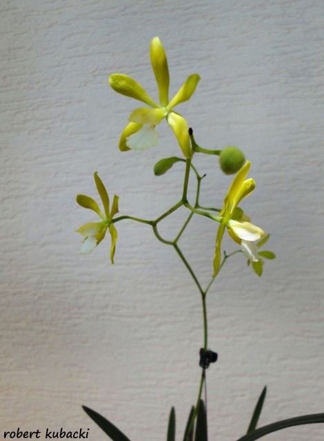 Encyclia tampensis var. alba 3.jpg