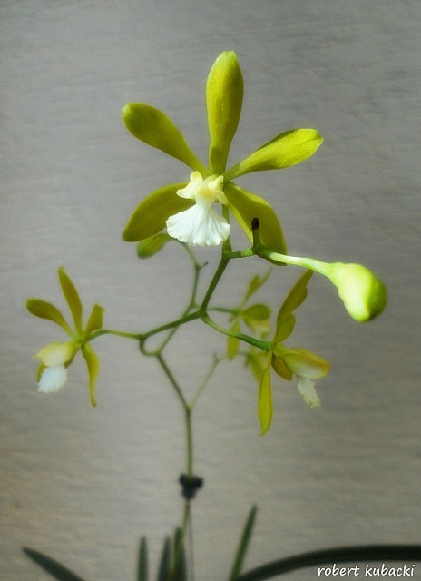 Encyclia tampensis var. alba 4.jpg