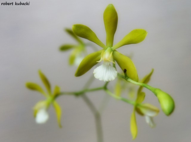 Encyclia tampensis var. alba 5.jpg
