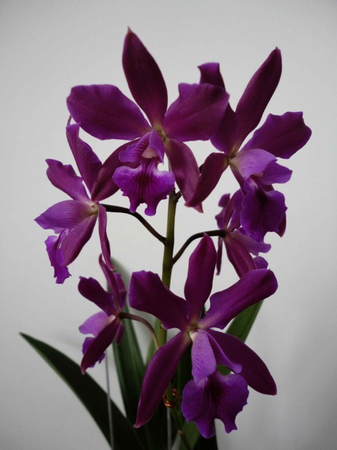 Epicattleya plicaboa1.jpg