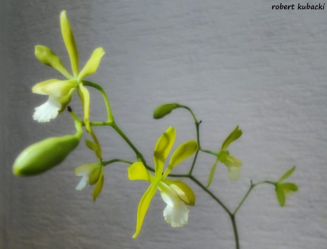 Encyclia tampensis var. alba 6.jpg