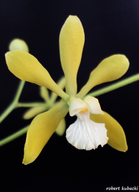 Encyclia tampensis var. alba-kwiat.jpg
