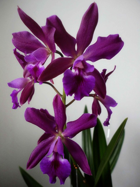 Epicattleya Plicaboa2.jpg