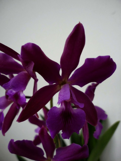 Epicattleya Plicaboa3.jpg