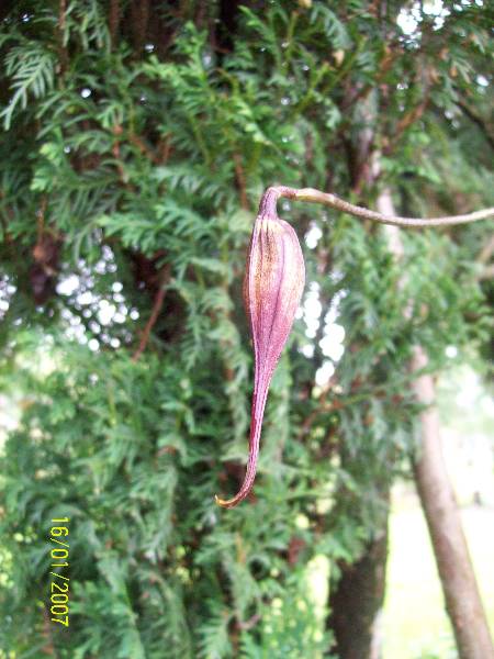 pąk draculi chimaery.jpg