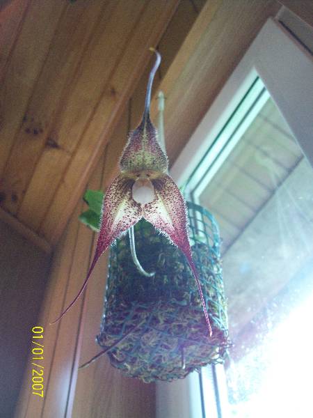 Chimera na tle koszyka.jpg