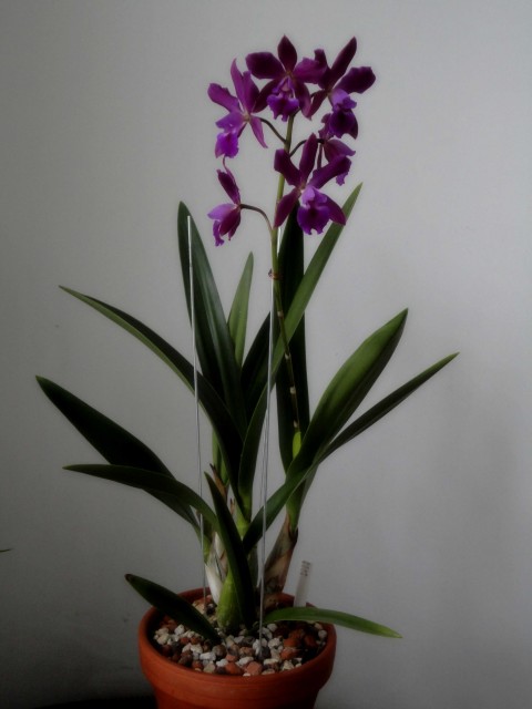 Epicattleya Plicaboa4.jpg