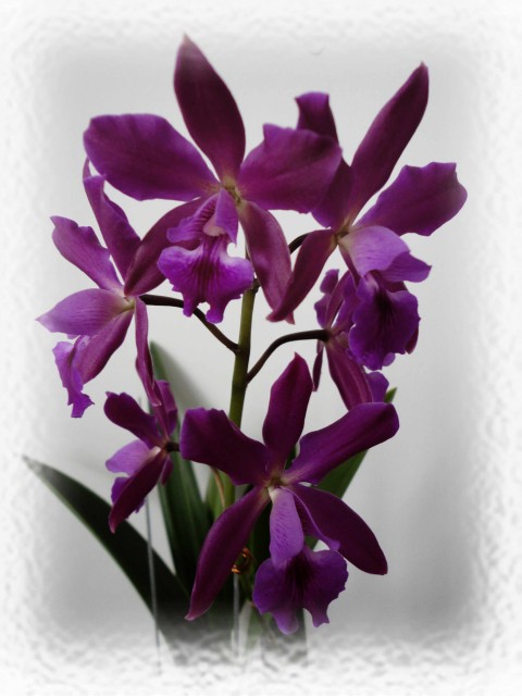 Epicattleya Plicaboa5.jpg