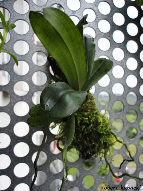 Aerangis mooreana 111.jpg