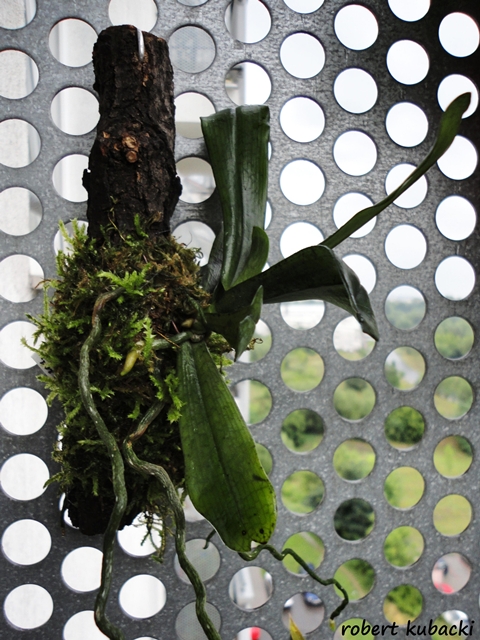 Aerangis mooreana 222.jpg