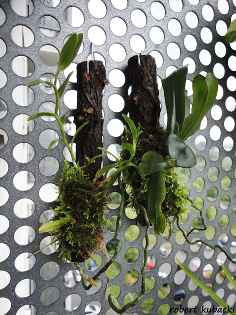 Aerangis + Epiphronitis 11.jpg