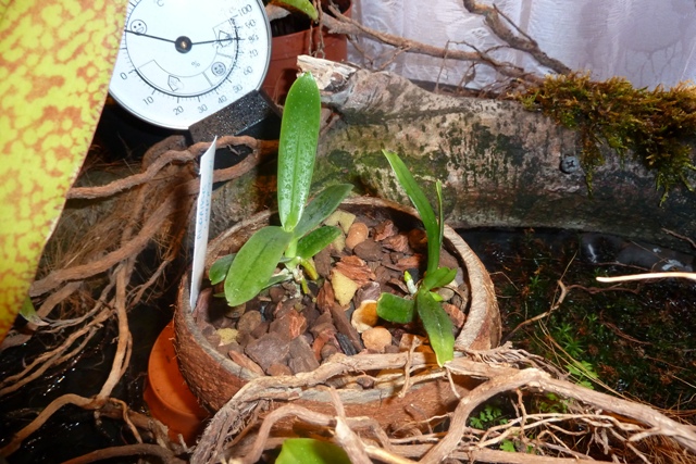 Aerangis lute0-alba i cryptodon.JPG