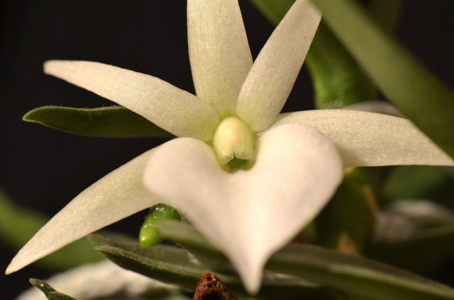 Angraecum Didieri (1).JPG