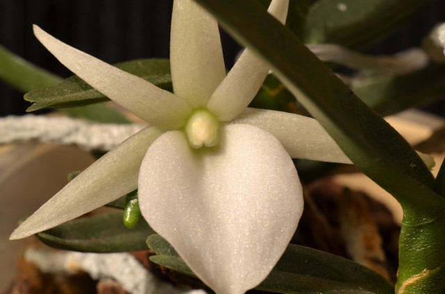 Angraecum Didieri (2).JPG