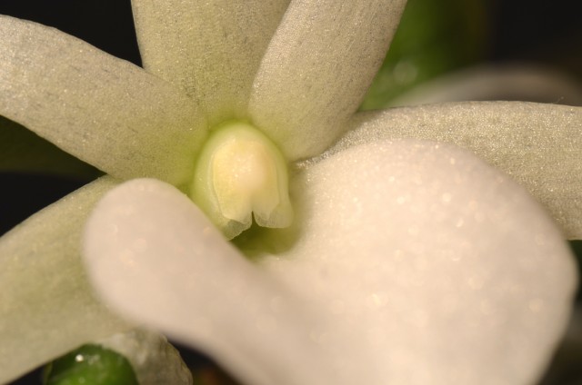 Angraecum Didieri (4).jpg
