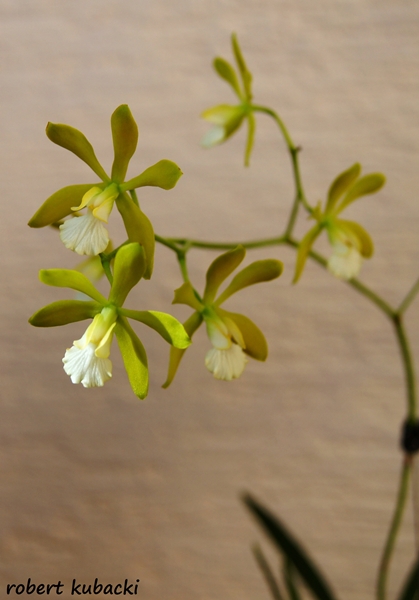 Encyclia tampensis var. alba - 9a.jpg