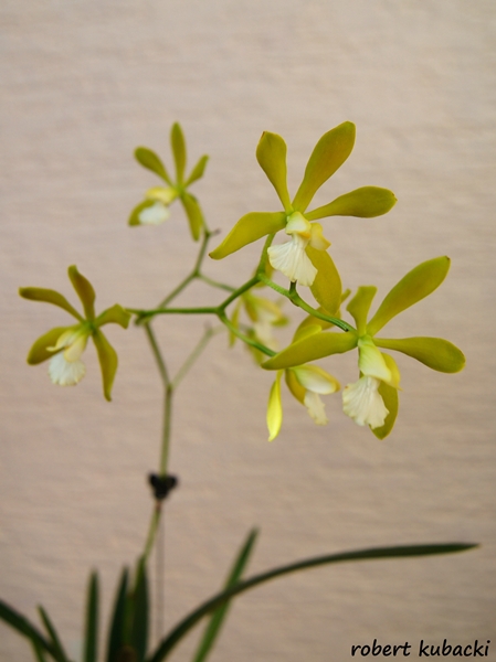 Encyclia tampensis var. alba - 7a.jpg