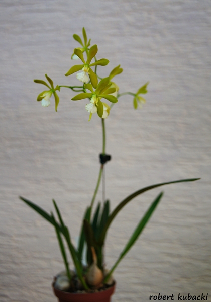 Encyclia tampensis var. alba - 2a.jpg
