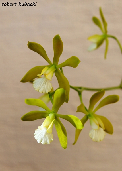 Encyclia tampensis var. alba - 10a.jpg