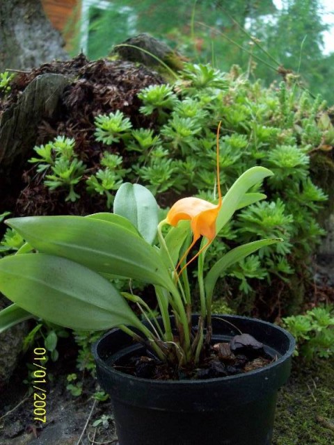 Masdevalia hirtzii4.jpg