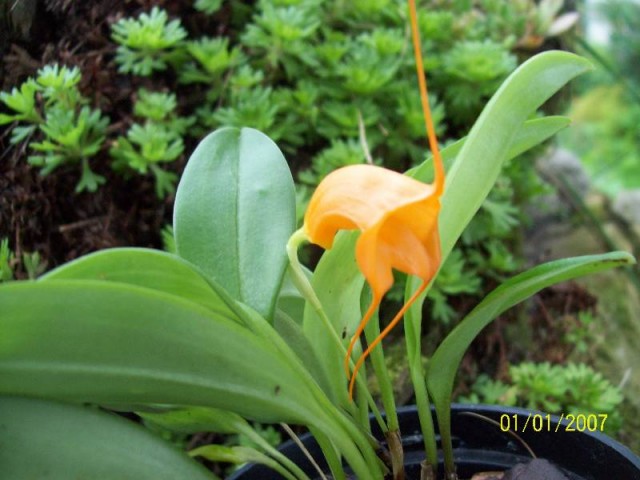 Masdevallia hirtzii5.jpg