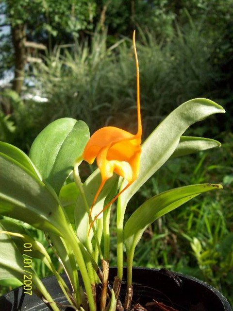 Masdevallia hirtzii7.jpg