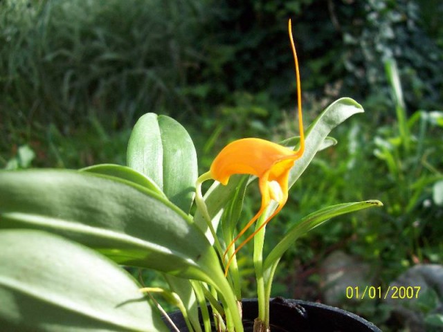 Masdevallia hirtzii8.jpg