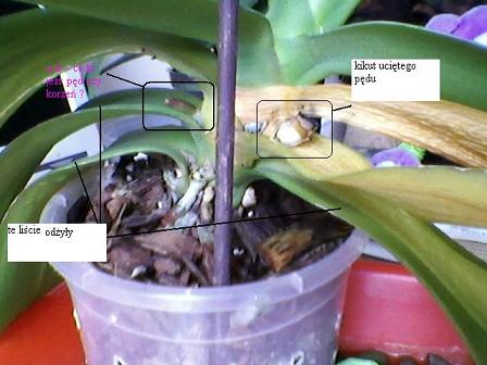 Phal.1b.jpg