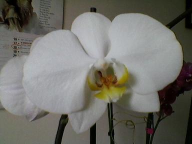 Phal.1 kwiat.jpg