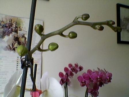 Phal.1c.jpg