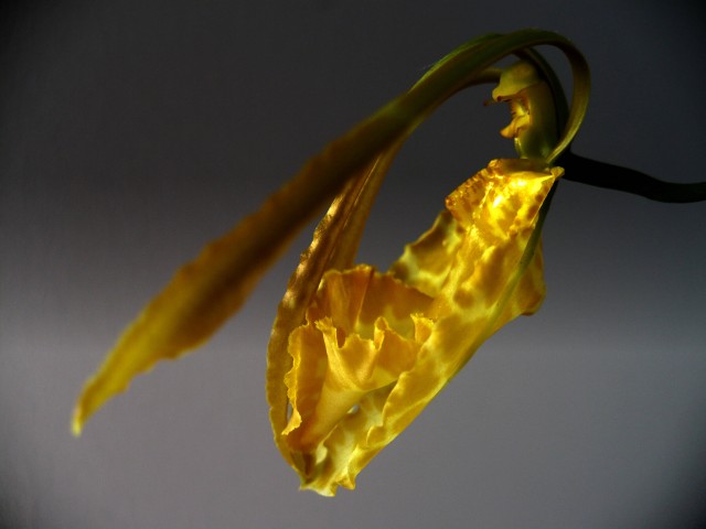 Psychopsis Mariposa alba1a.jpg