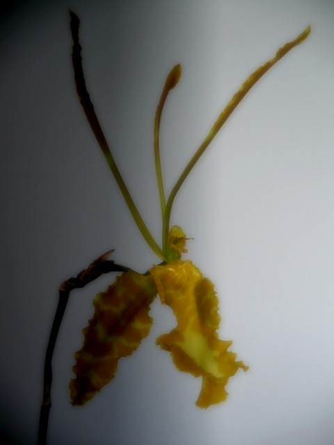 Psychopsis Mariposa alba2.jpg