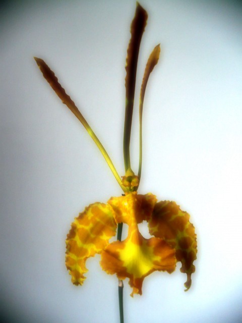 Psychopsis Mariposa alba6.jpg