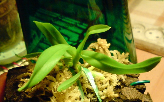 Vanda denisoniana.jpg